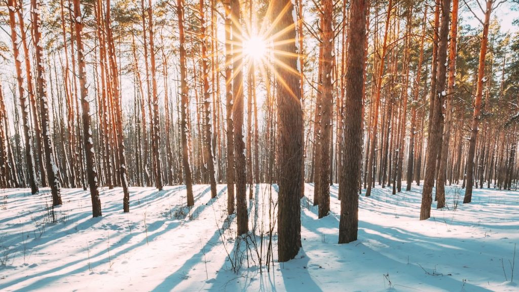 Snowy woods with sun streaming through trees