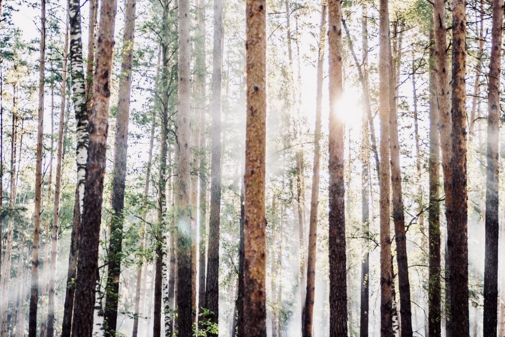 Tree trunks with sun shining through
